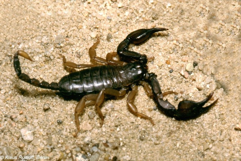 Heterometrus madraspatensis