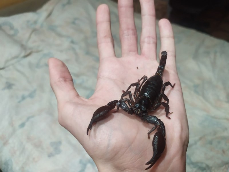 Скорпион Лейурус личинки