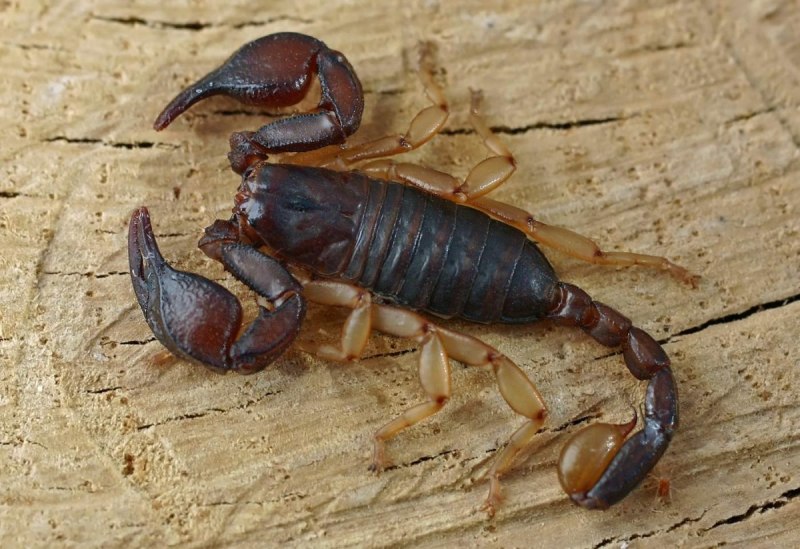 Мингрельский Скорпион Euscorpius mingrelicus