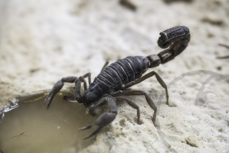 Стеллиумный Скорпион