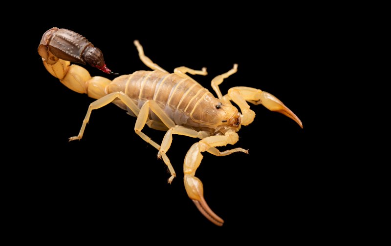 Стрипедтальский Скорпион