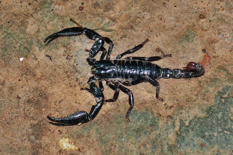 Heterometrus madraspatensis