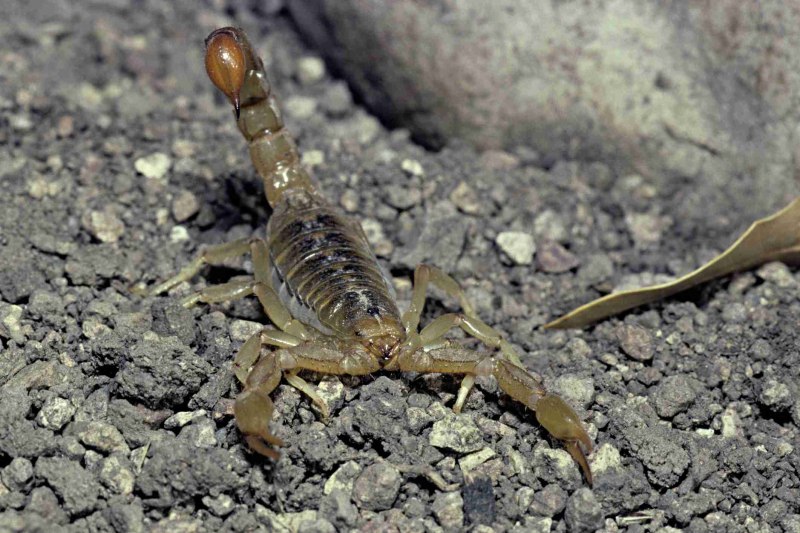 Heterometrus cyaneus