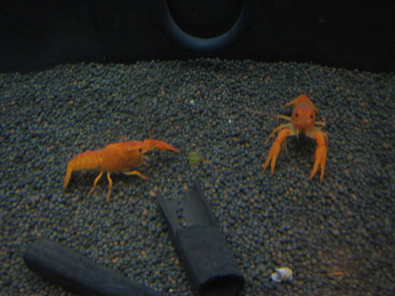Procambarus clarkii