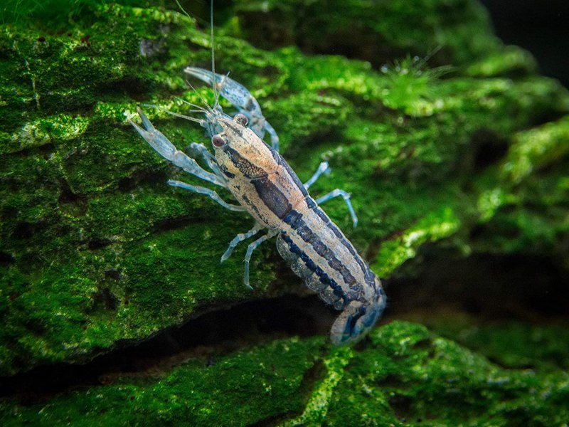 Cambarellus shufeldtii