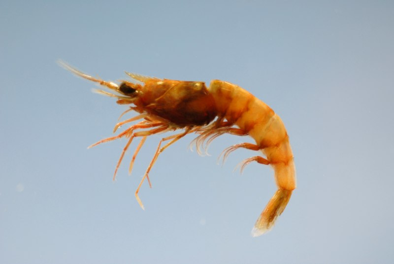 Crawfish