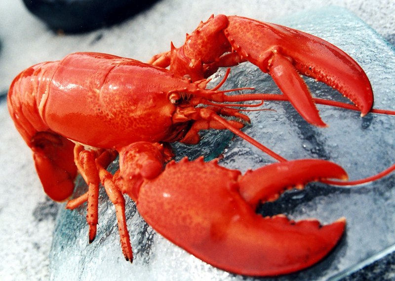 Маленькие красные морепродукты