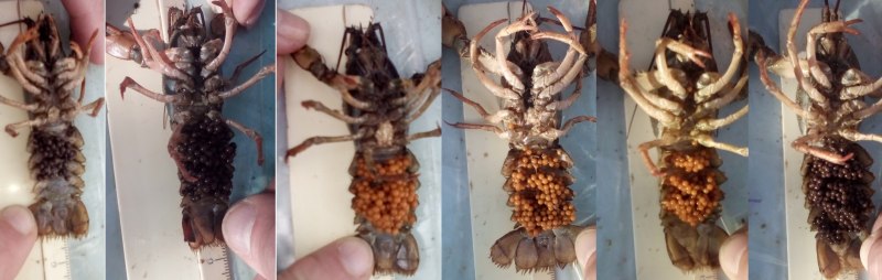 Pacifastacus leniusculus