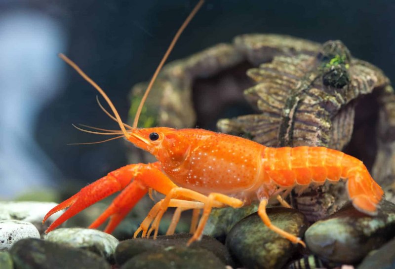 Procambarus clarkii