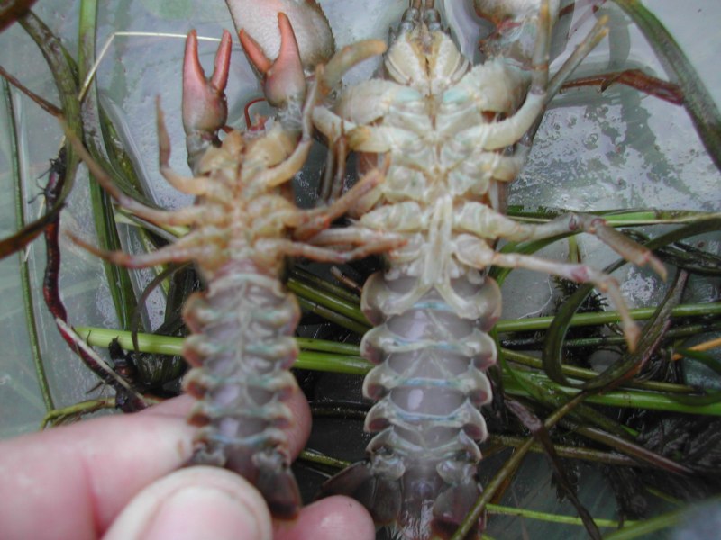 Cherax boesemani