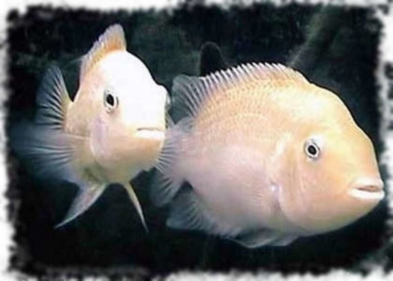 Geophagus Brasiliensis