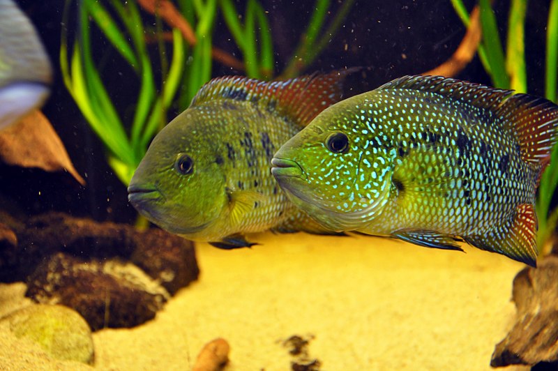 Бриллиантовая цихлазома (Herichthys carpintis)
