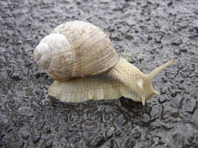 Helix aspersa pomatia