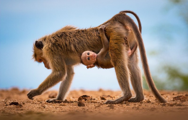 Обезьяна National Geographic