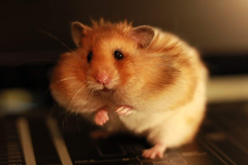 Roborovski Hamsters