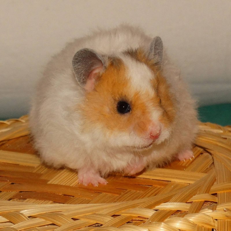 Сенегальский хомяк