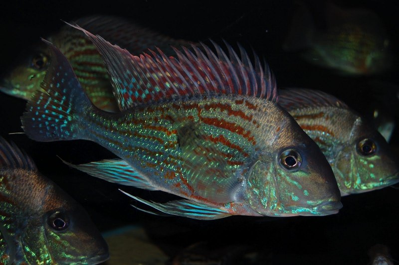 Geophagus megasema