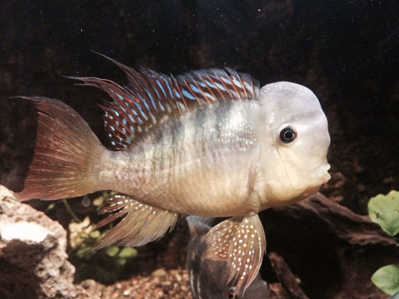 Gymnogeophagus tiraparae