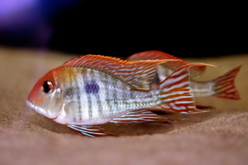 Gymnogeophagus gymnogenys