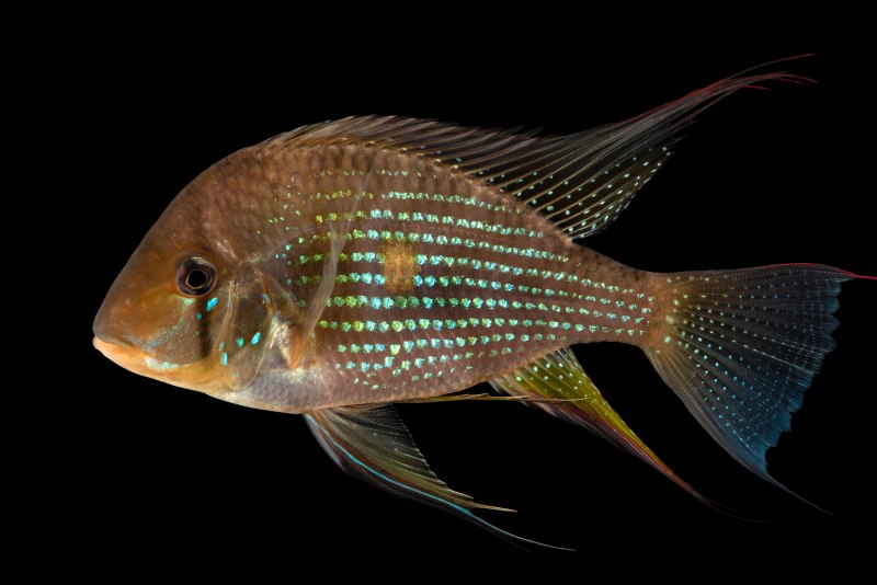Geophagus taeniopareius