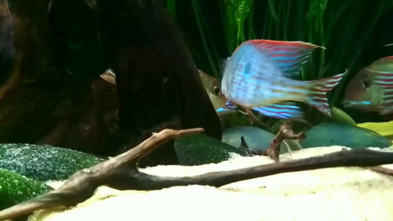 Geophagus Brasiliensis