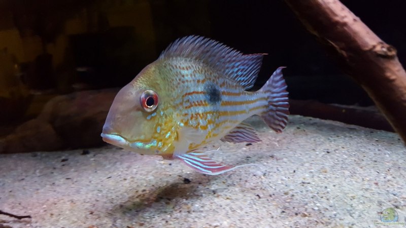 Geophagus brachybranchus