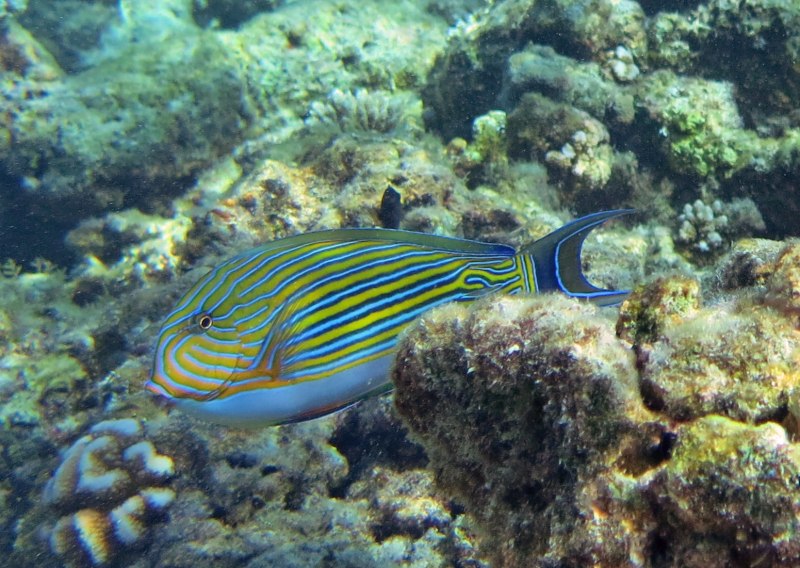 Acanthurus lineatus