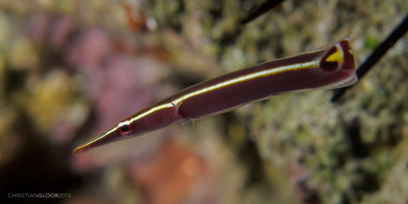 Рыба-уточка Ежовая, м /diademichthys lineatus (Purple Stripe)