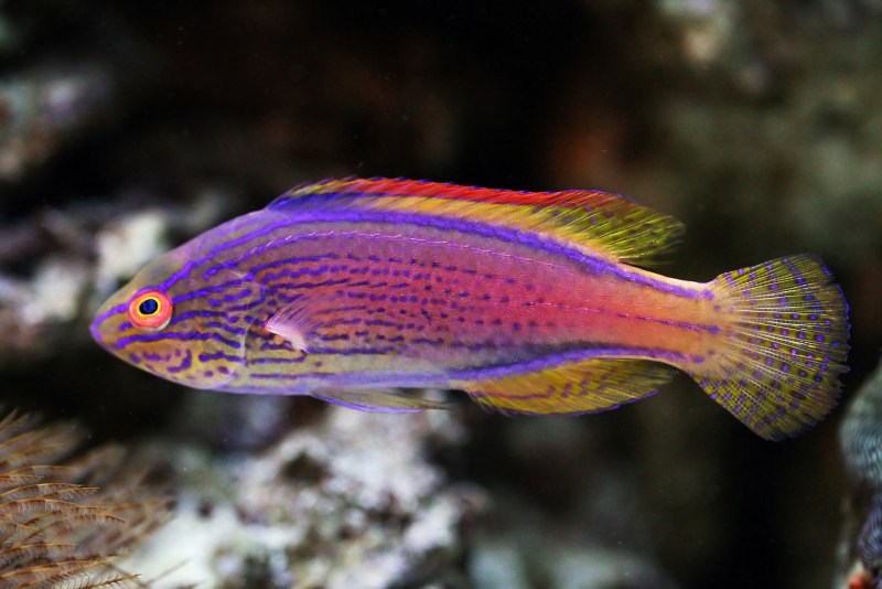 Pseudocheilinus evanidus