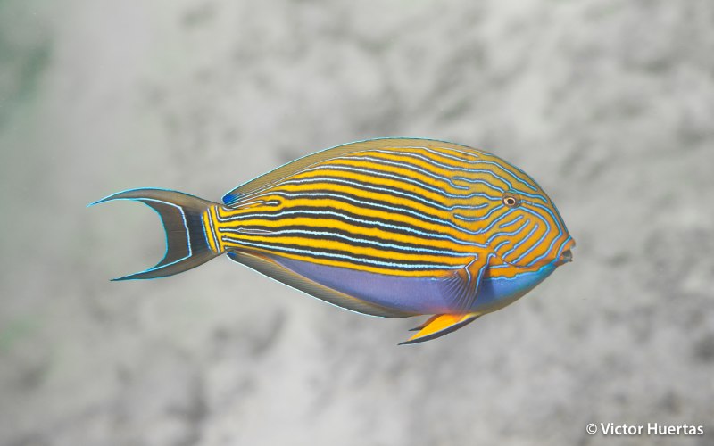 Acanthurus lineatus
