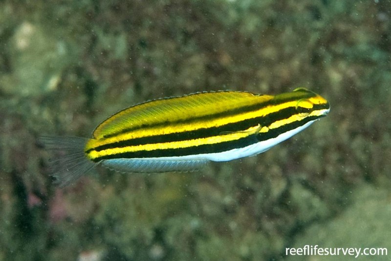 Labracinus lineatus