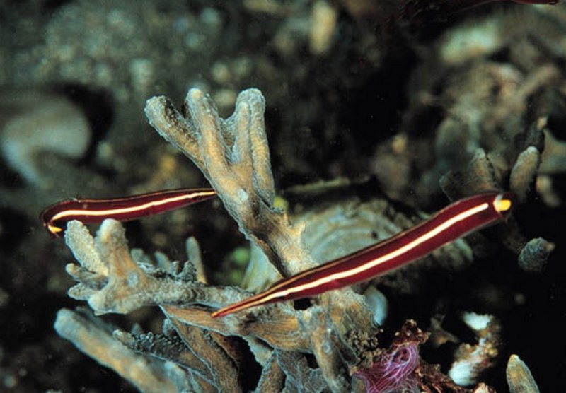 Acanthurus lineatus