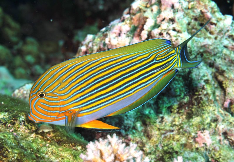 Хирург-пижама, m /Acanthurus lineatus