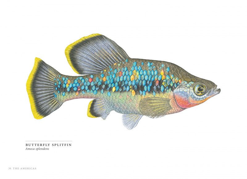 Stenobothrus