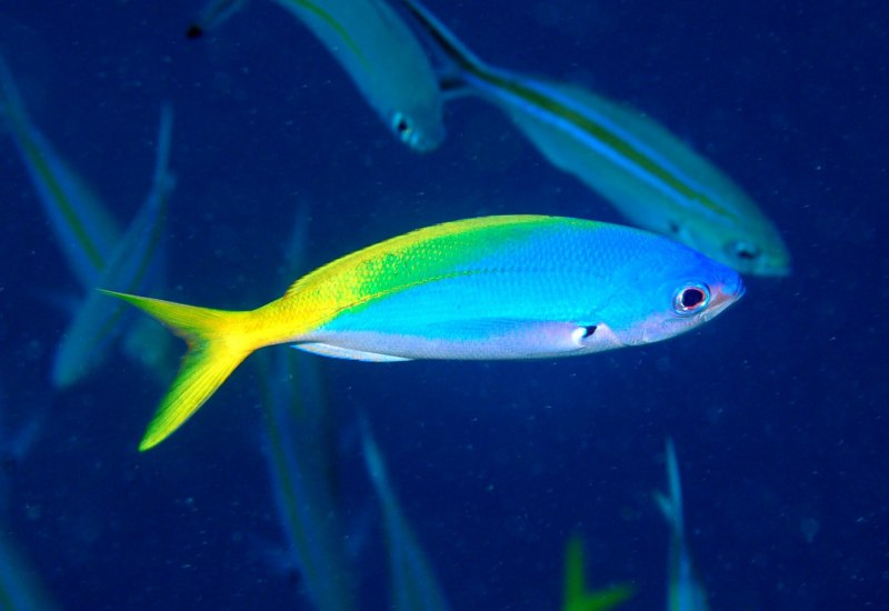 Acyrtops