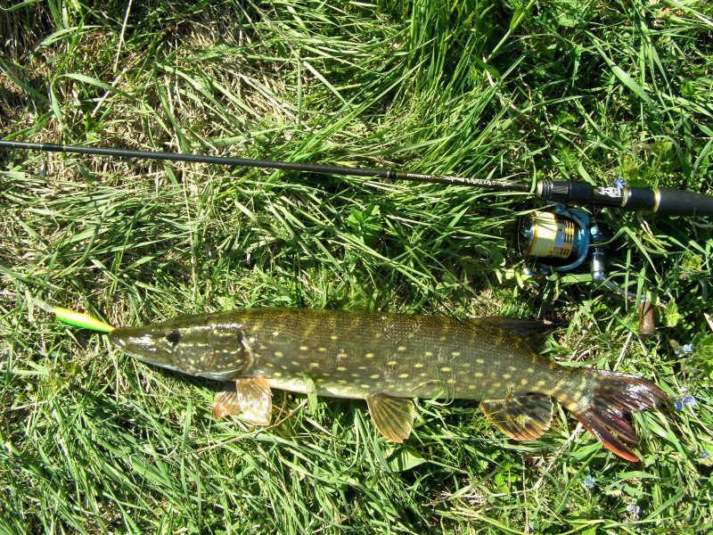Anampses lineatus