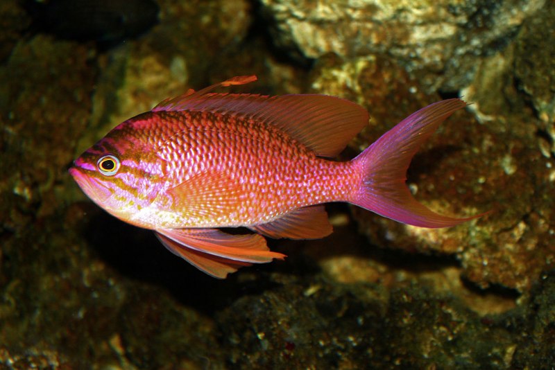 Acanthurus lineatus