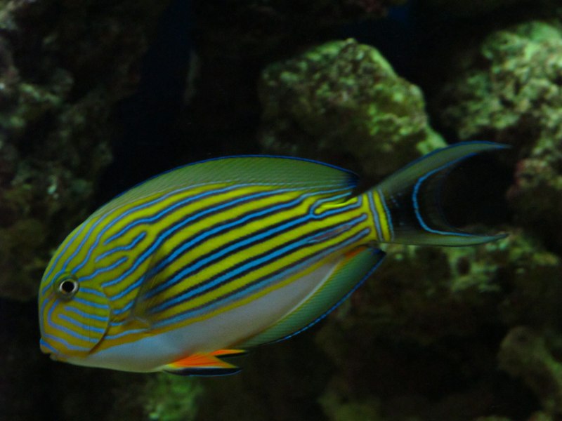 Acanthurus lineatus