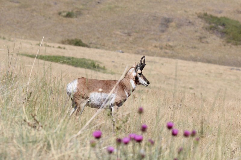Вилорог Antilocapra Americana sonoriensis