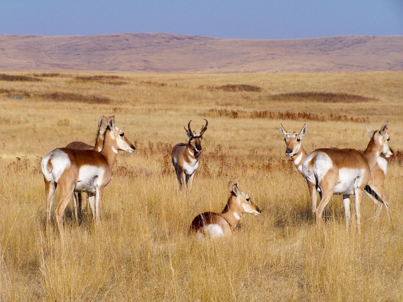 Вилорог (Antilocapra Americana) -