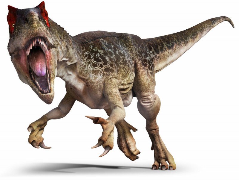 Allosaurus jimmadseni