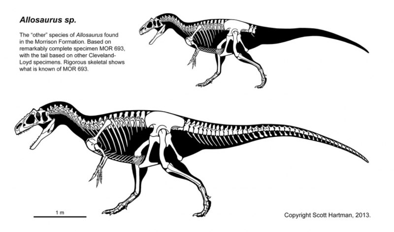 Allosaurus jimmadseni