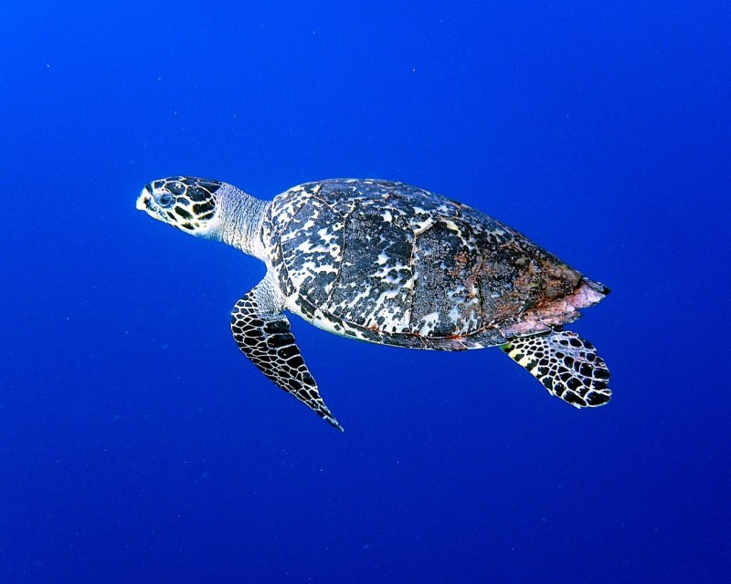 Eretmochelys imbricata — бисса