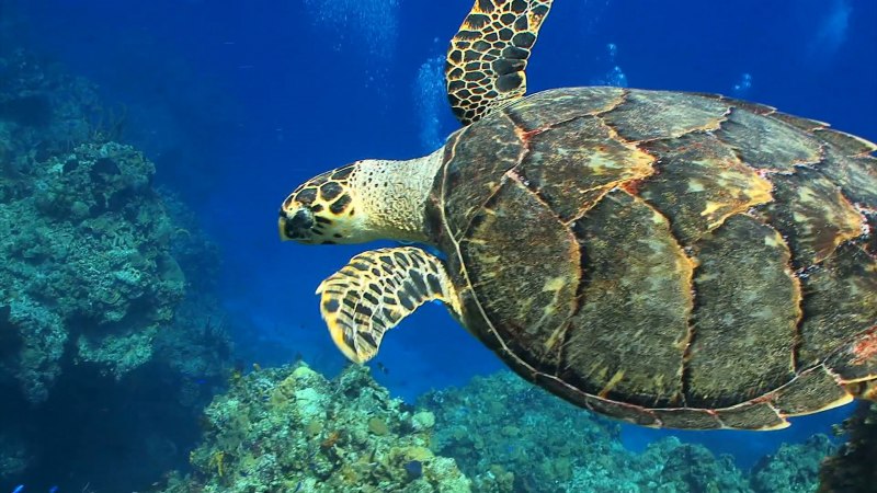Регюнионская морская черепаха