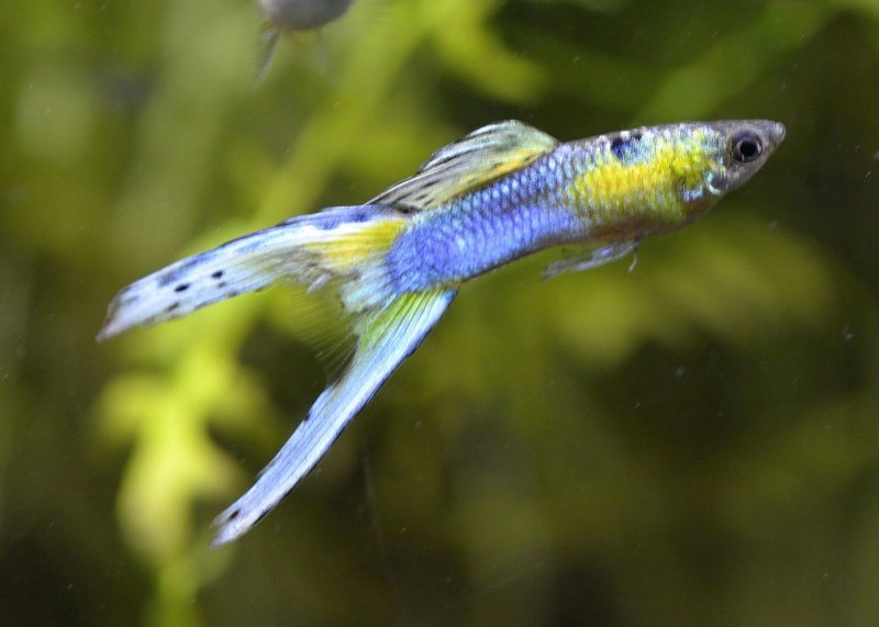 Poecilia reticulata Peters