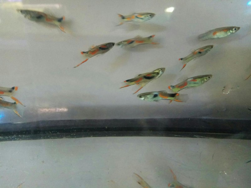 Гуппи Poecilia reticulata