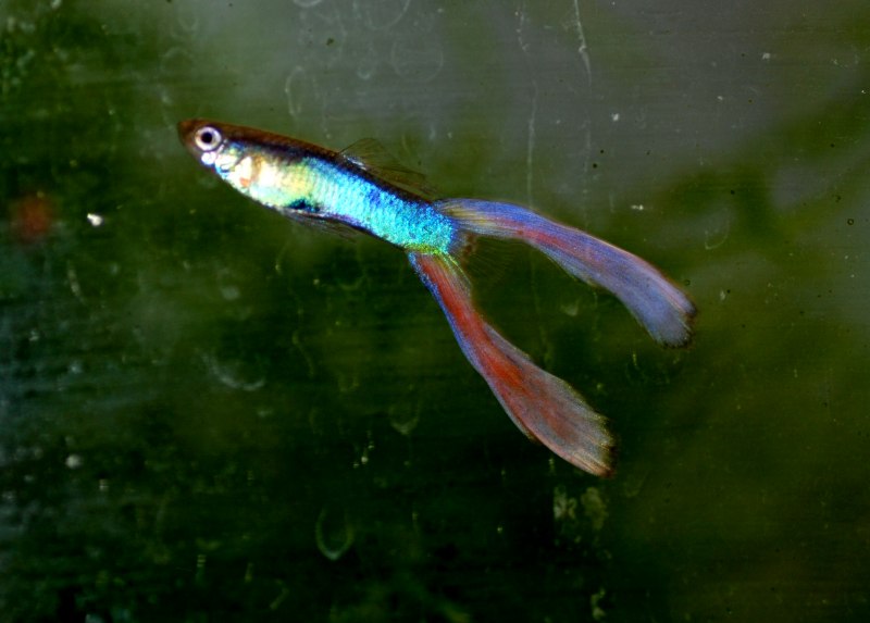 Гуппи Poecilia reticulata