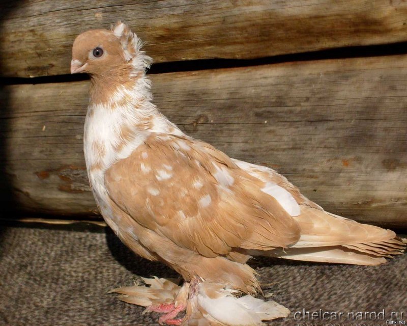 Archangel Pigeon