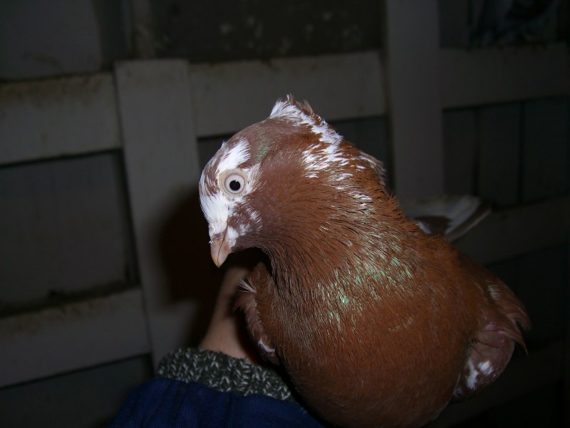 Кошка и голубь