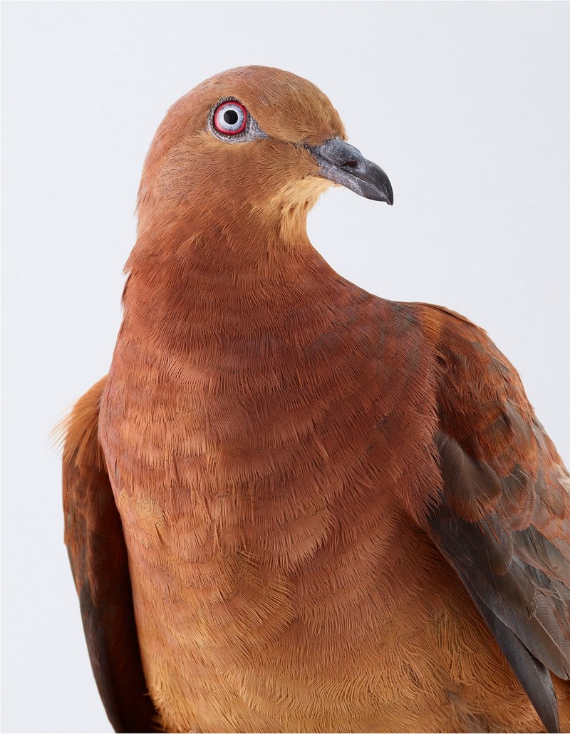 Macropygia amboinensis